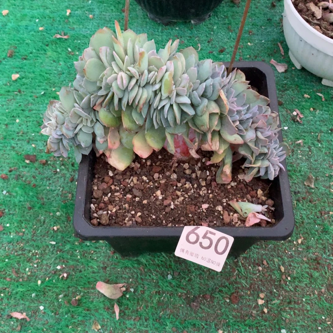 650白凤缀多肉植物