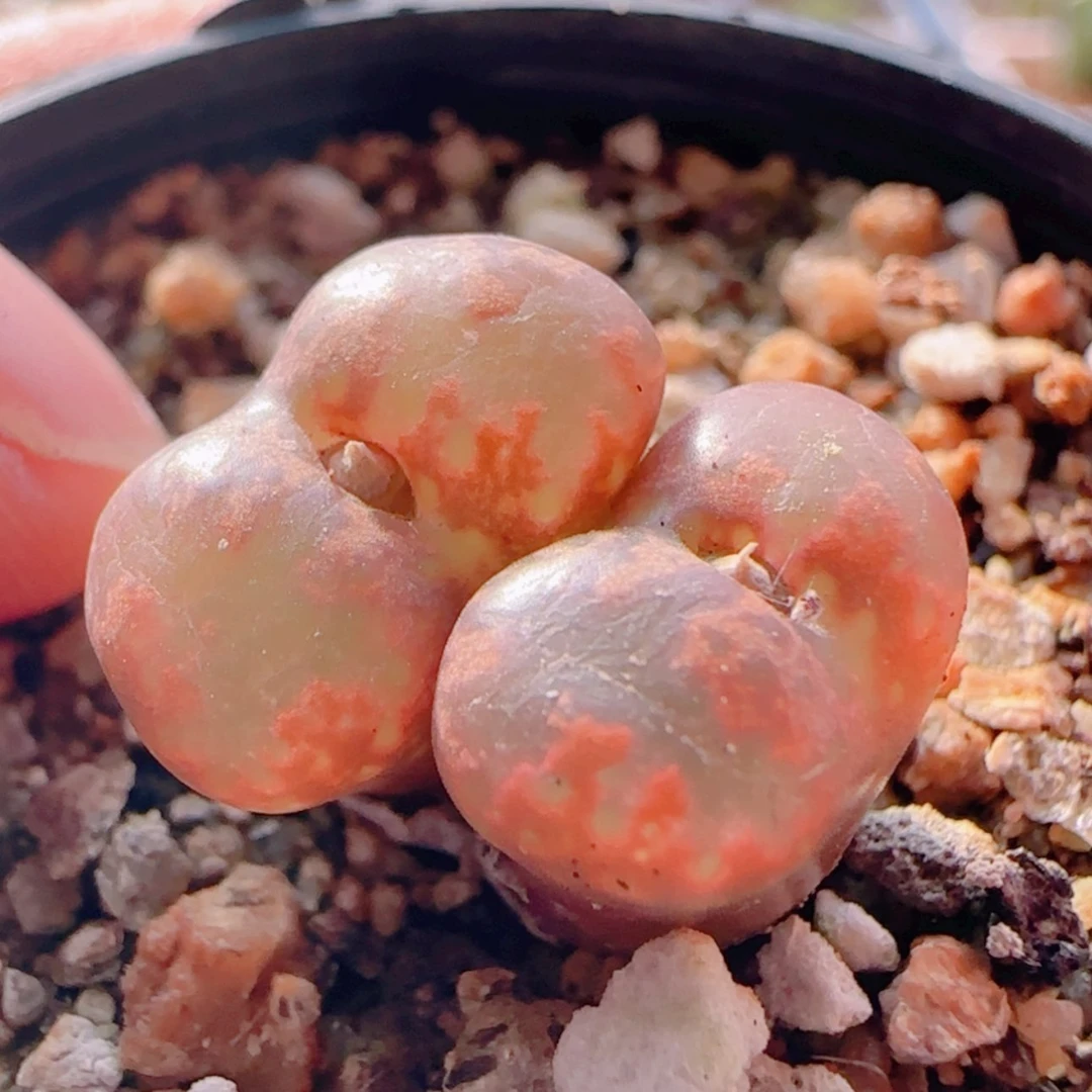 【闪购商品】璇*21276