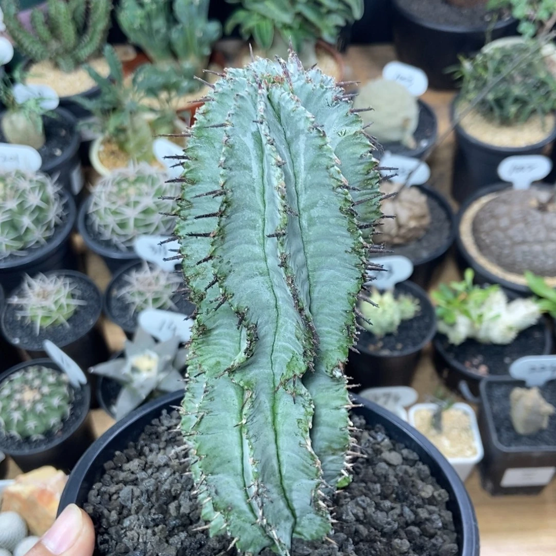 实生白衣魁伟玉854号