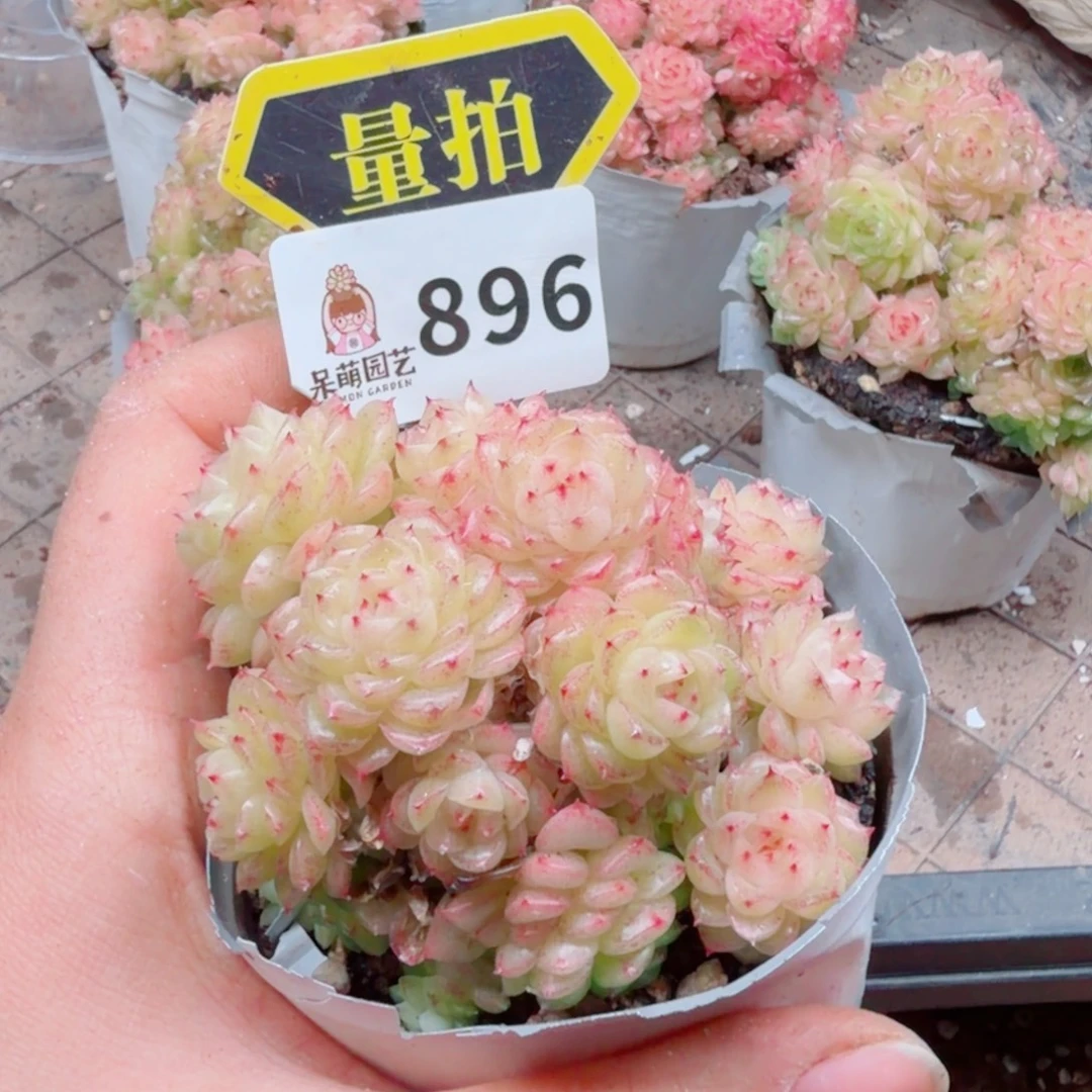 多肉植物多肉植物