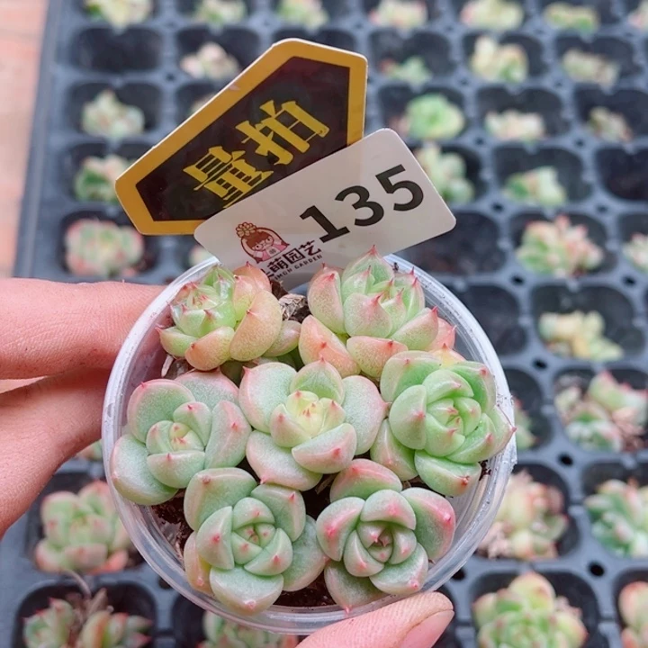 多肉植物多肉植物