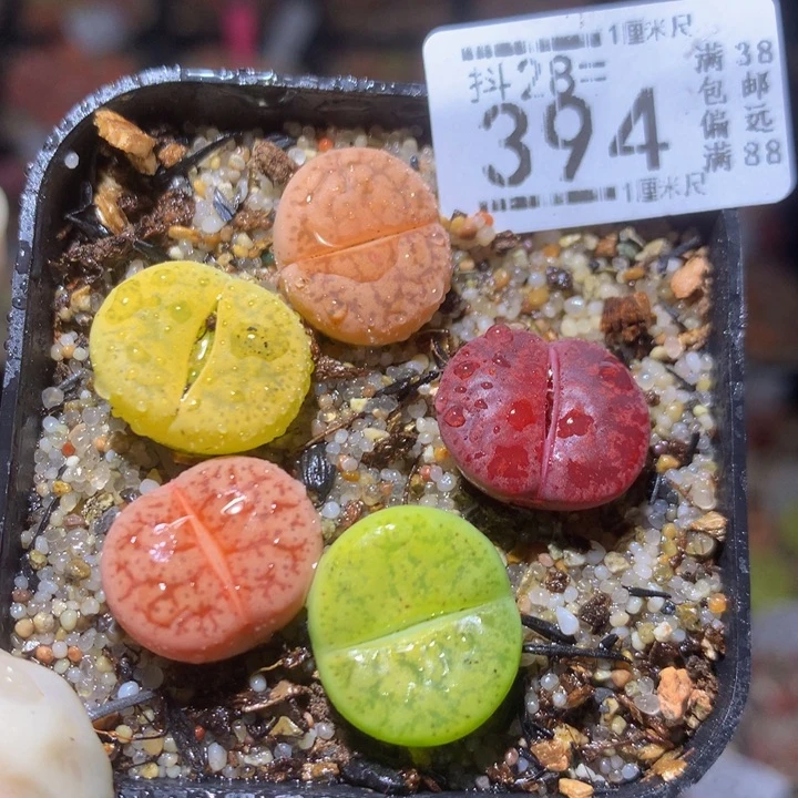 精品生石花28.394