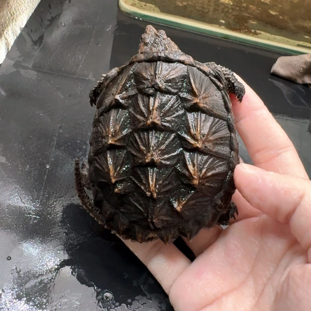 小鳄龟不分公母111