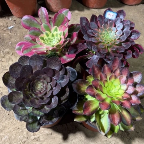 934多肉植物组合