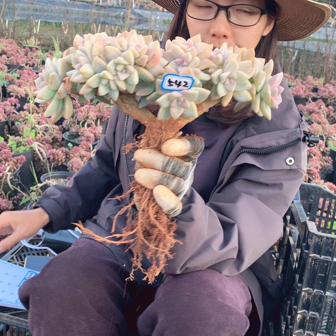 542 淡雪缀 一物一拍