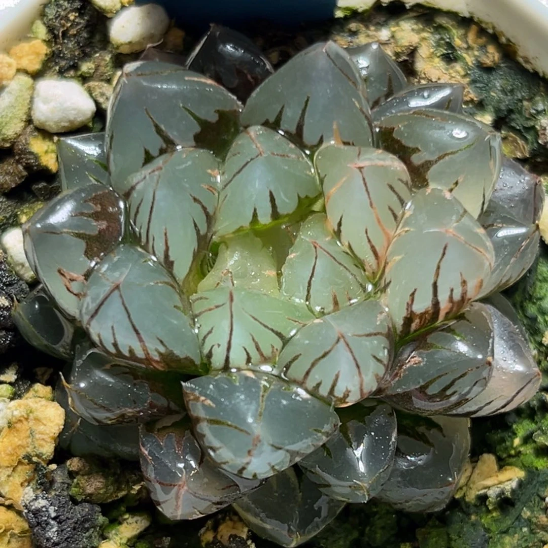 恭喜发财大吉大利0294