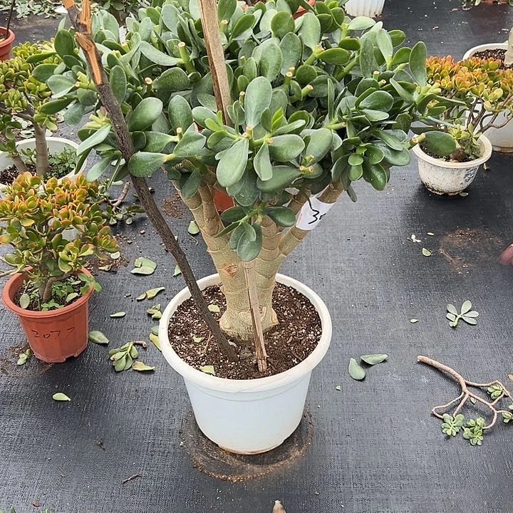 找***上补拍一物一拍链接九十链接