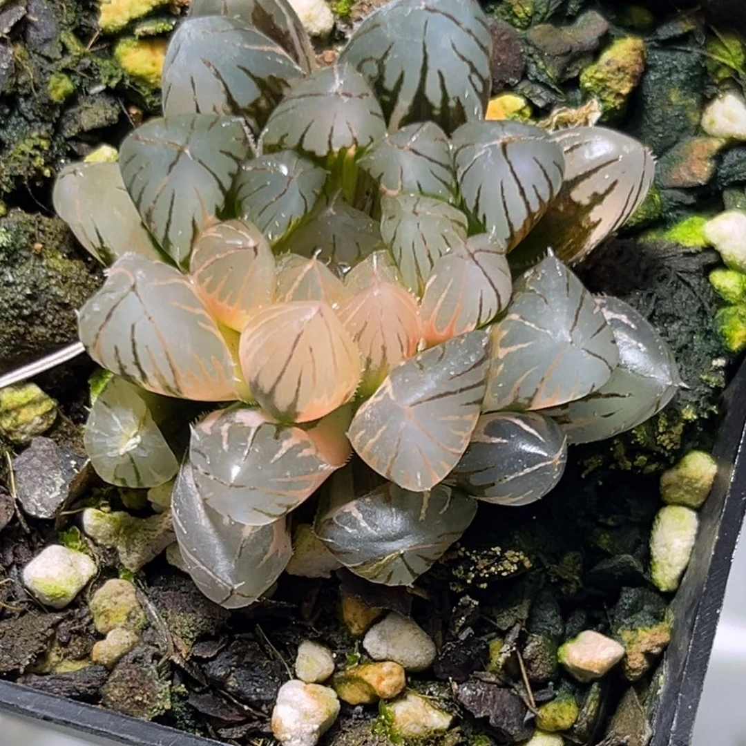 恭喜发财大吉大利1092