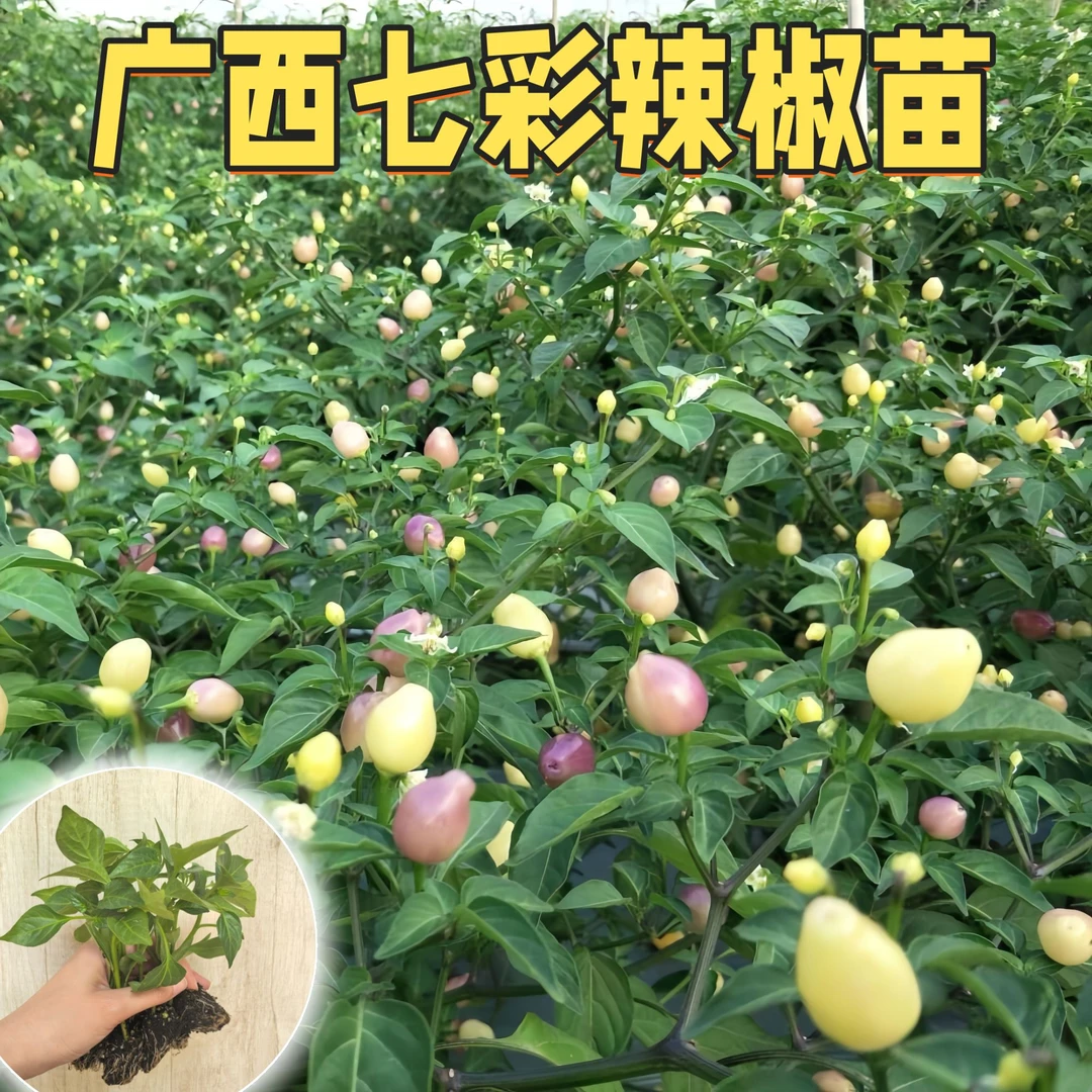 辣椒苗小米辣薄皮辣椒四季结果螺丝椒蔬菜苗大全线椒苗场直发港椒