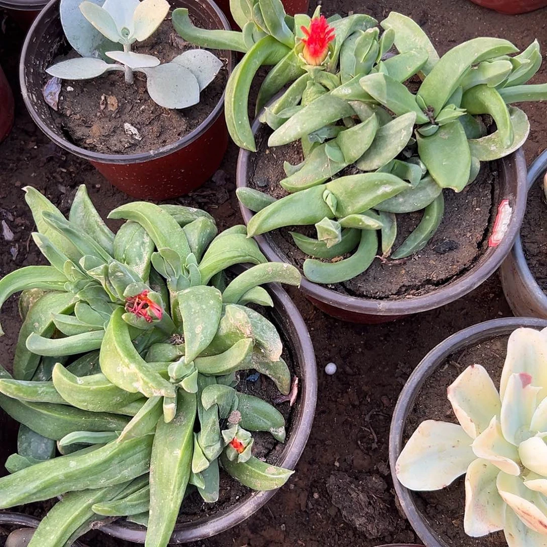 6**9多肉植物多肉植物