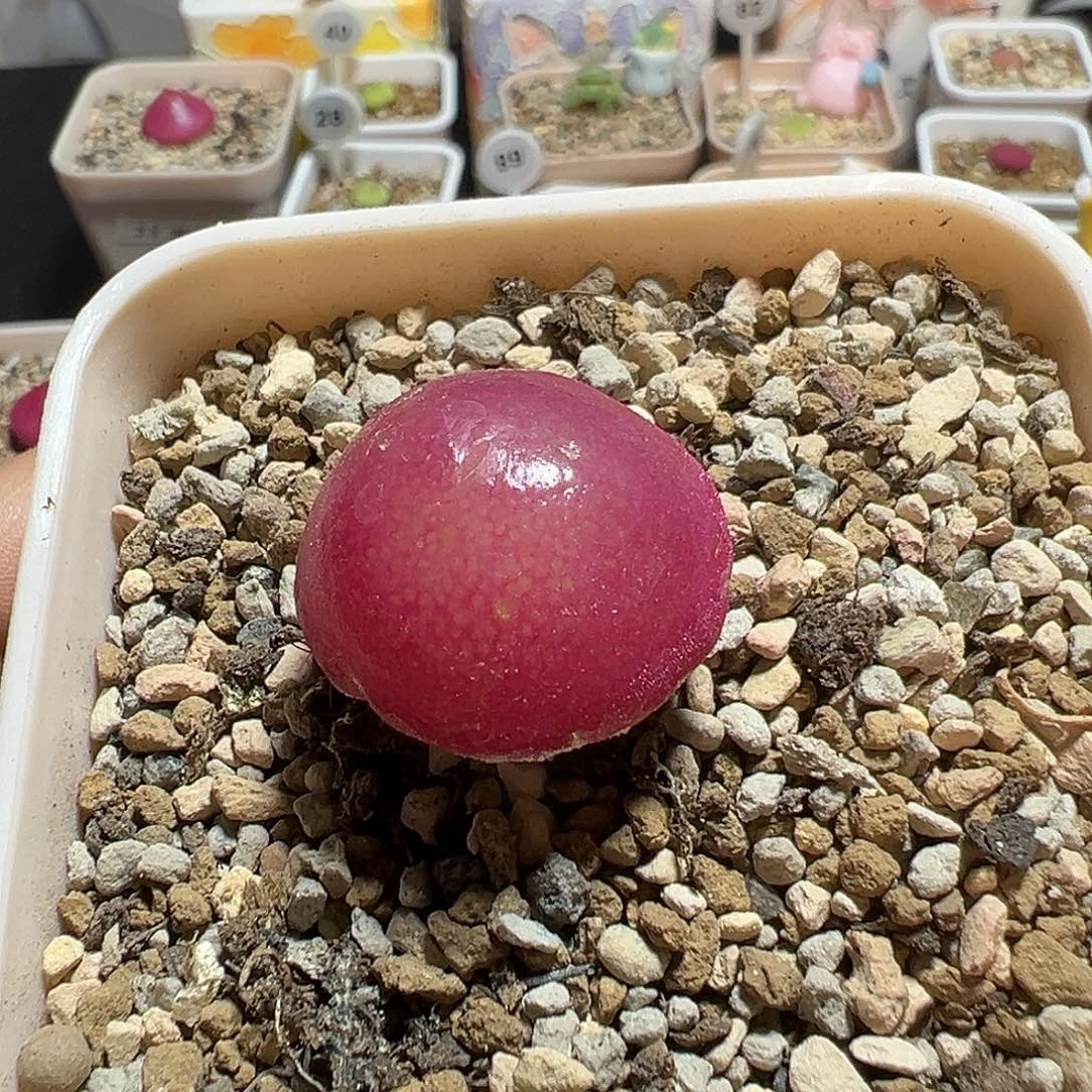 灯泡一颗尺寸2.6微次