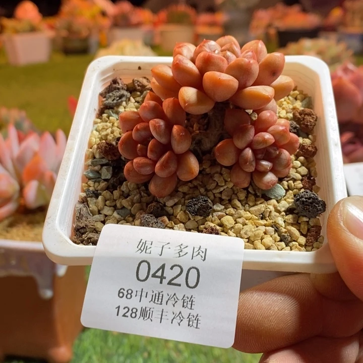 0420啊啊啊啊啊啊啊啊啊