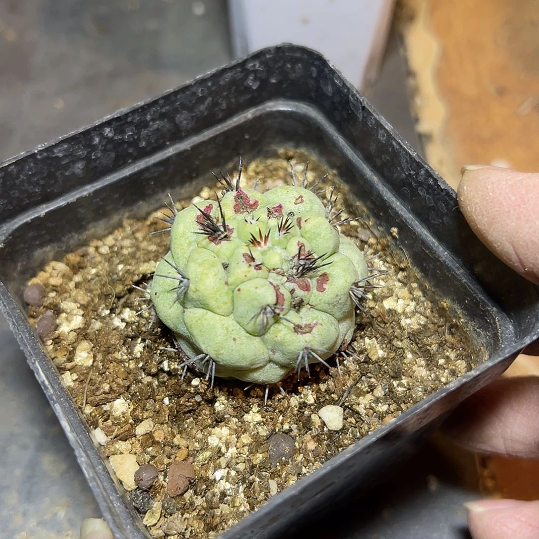 大尤帝王丸一物一拍