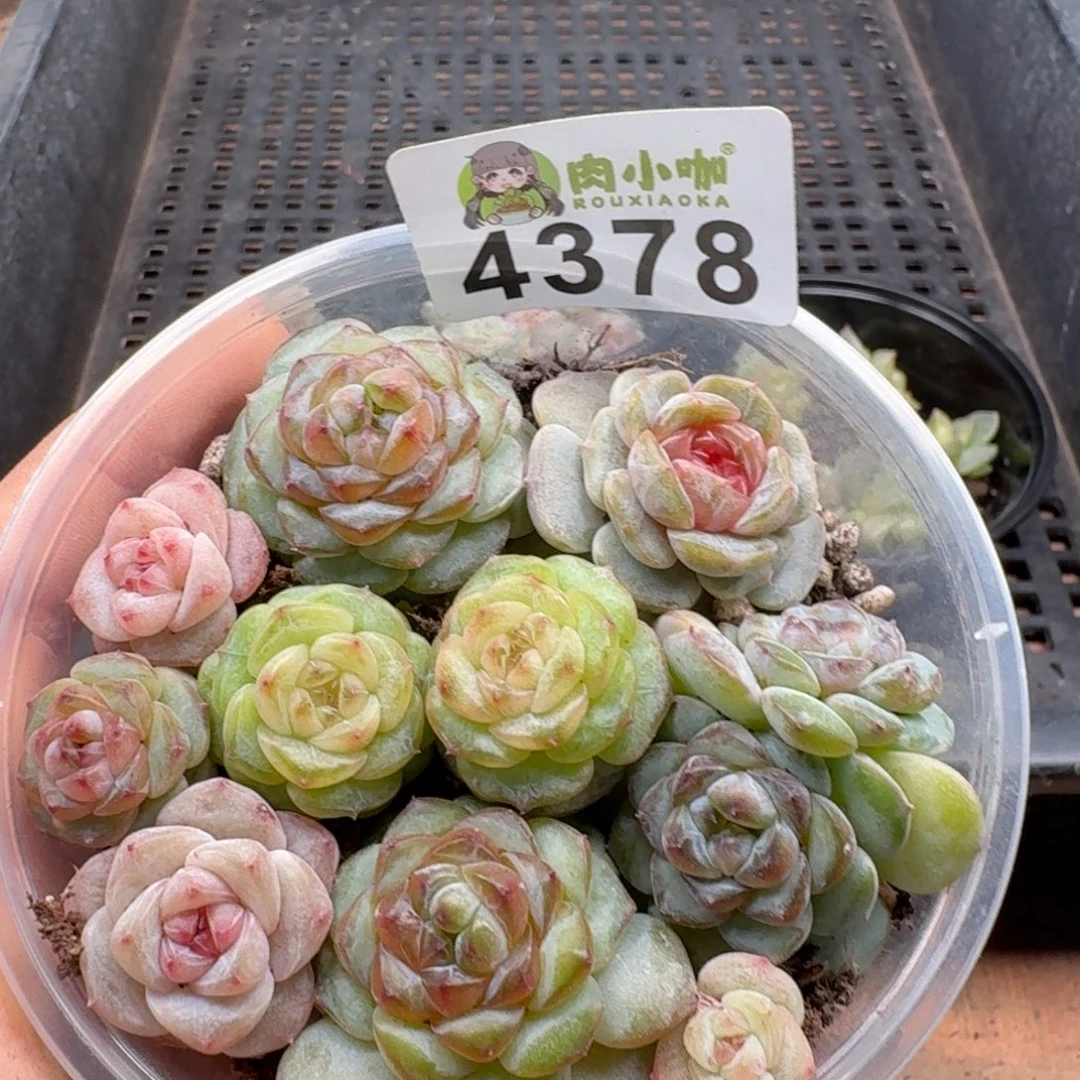 姐***肉多肉植物多肉植物