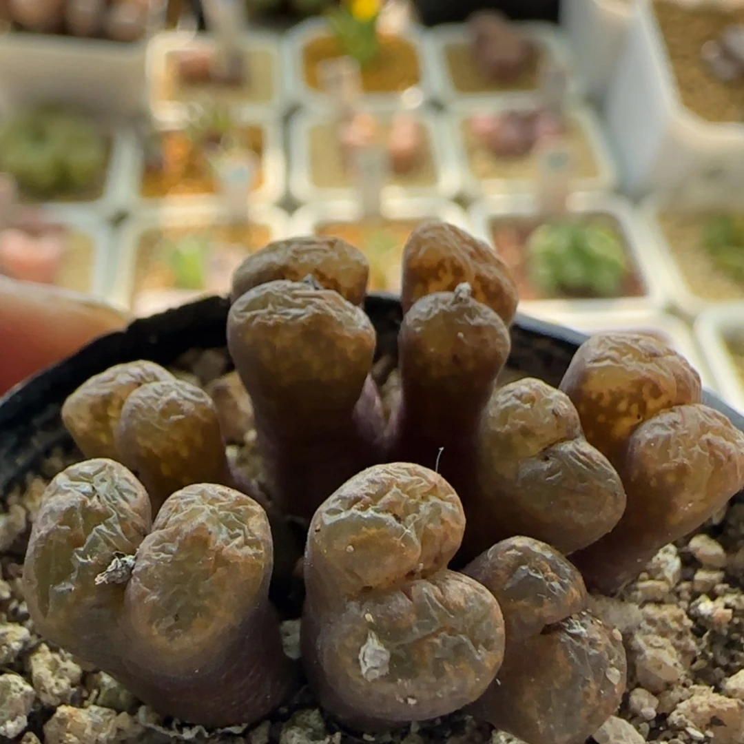 【闪购商品】1109火柴勋章当天28包邮非偏远