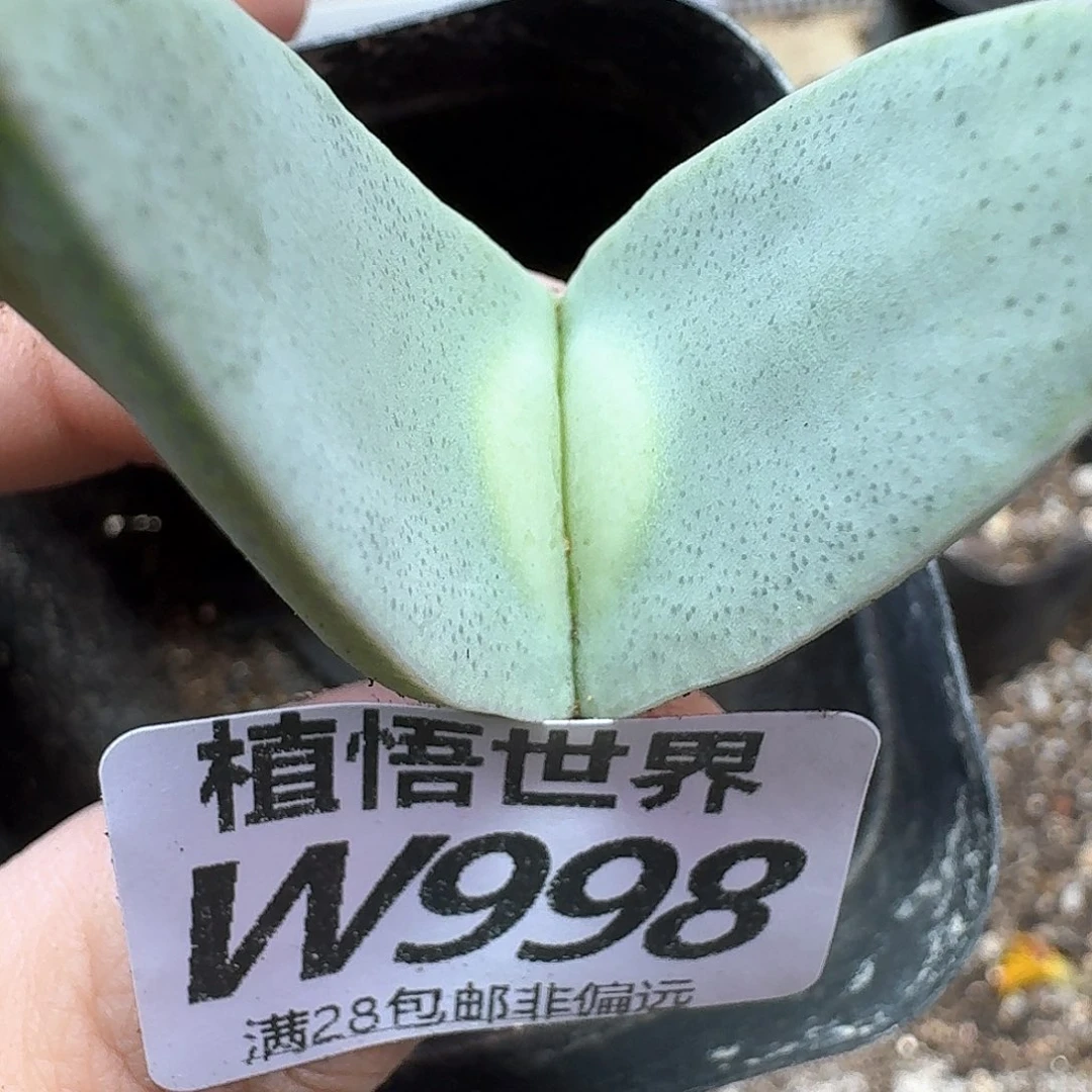 多肉植物的润泽dv