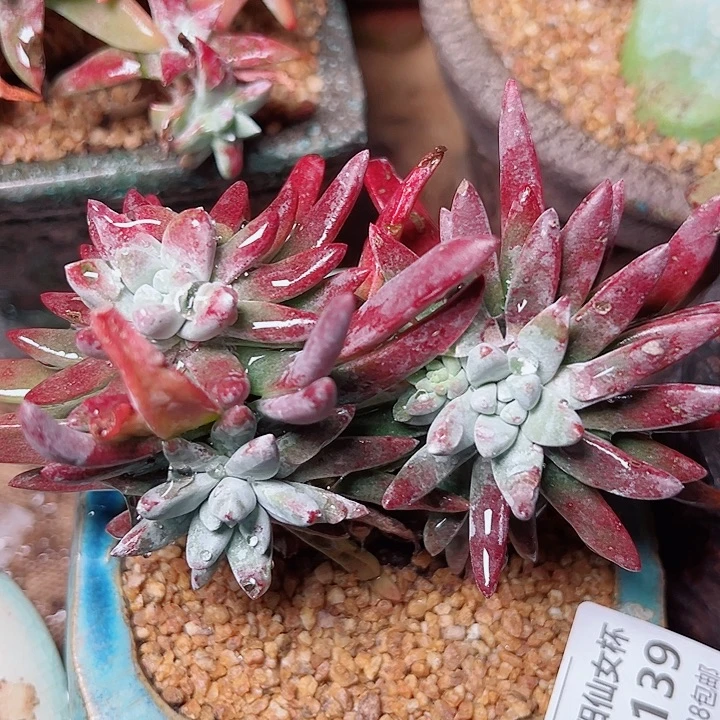 8139白鹭雪花仙女杯多肉