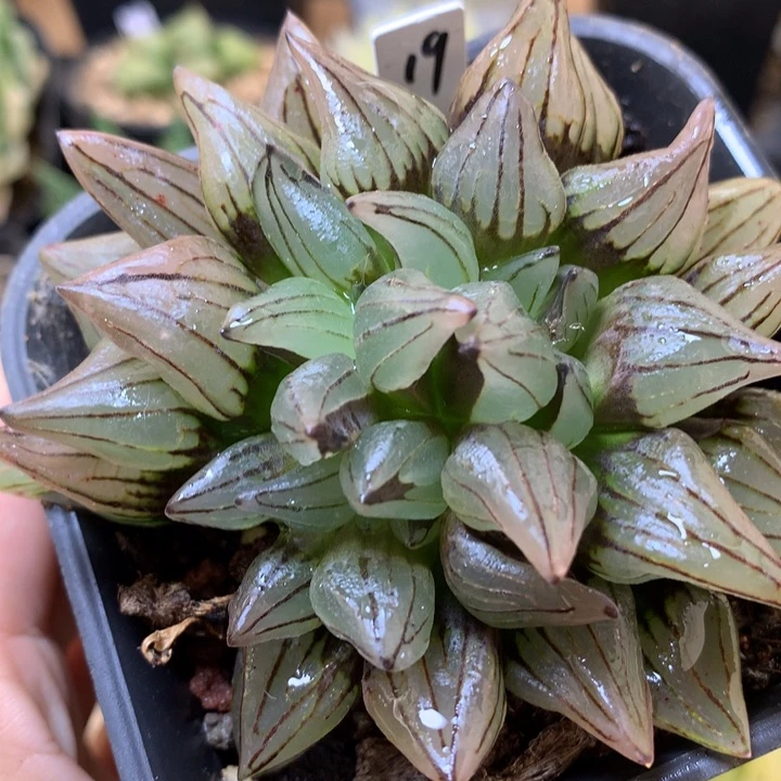 西瓜寿带盆土发货niwxinlol