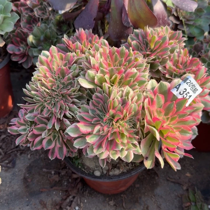 满20包邮，351粉女巫缀