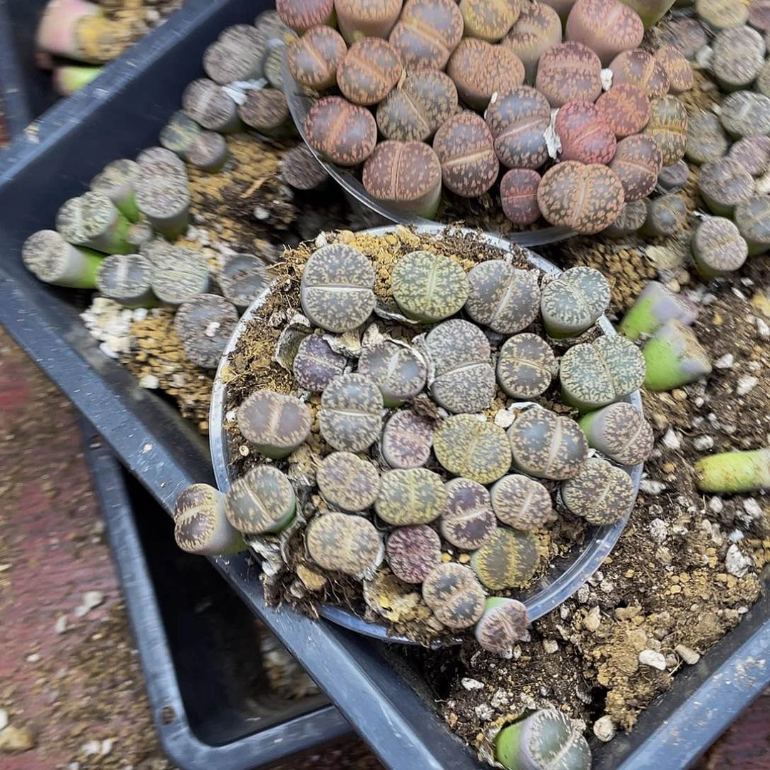 96000000花花花花花鼓励