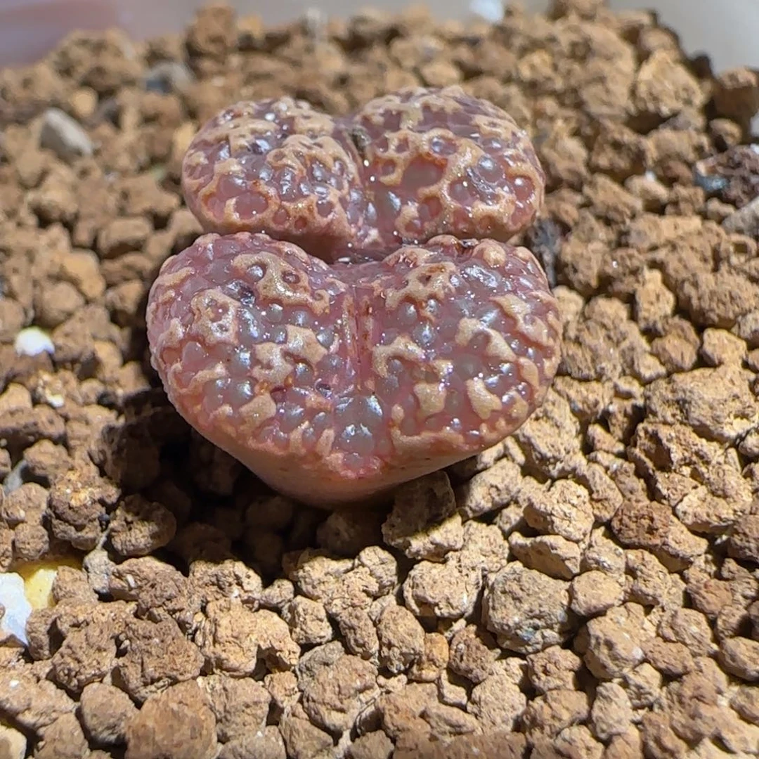 肉锥多肉植物组合-超级泡泡勋1465