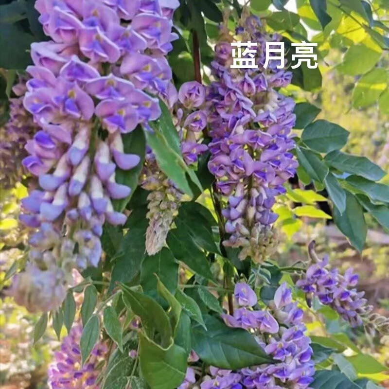 盆栽紫藤花多季开花蓝月亮紫藤花适合卧室阳台书桌摆放