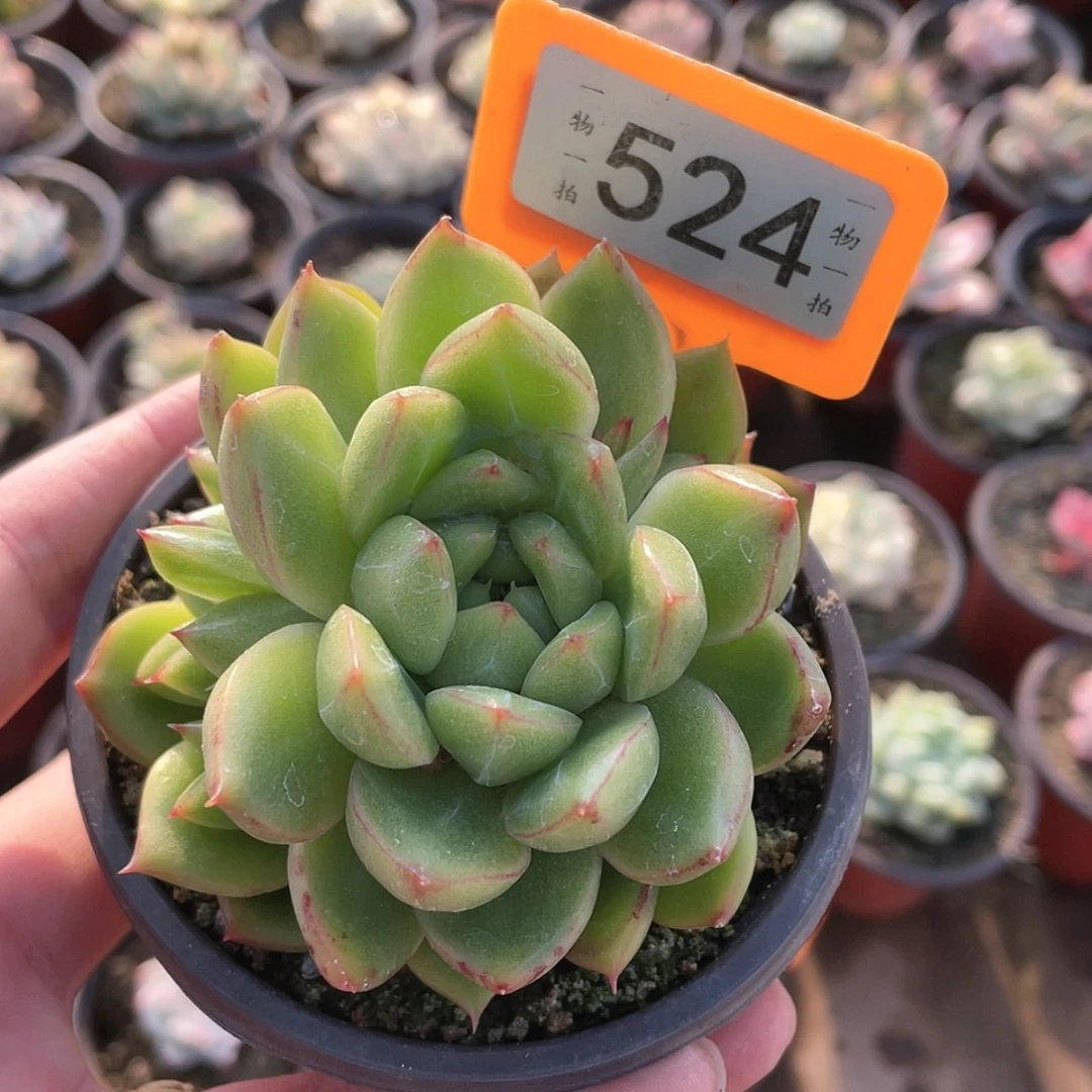 【闪购商品】迷****?524号