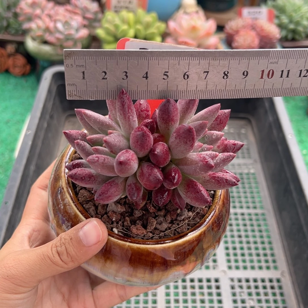 表妹精品多肉植物346.