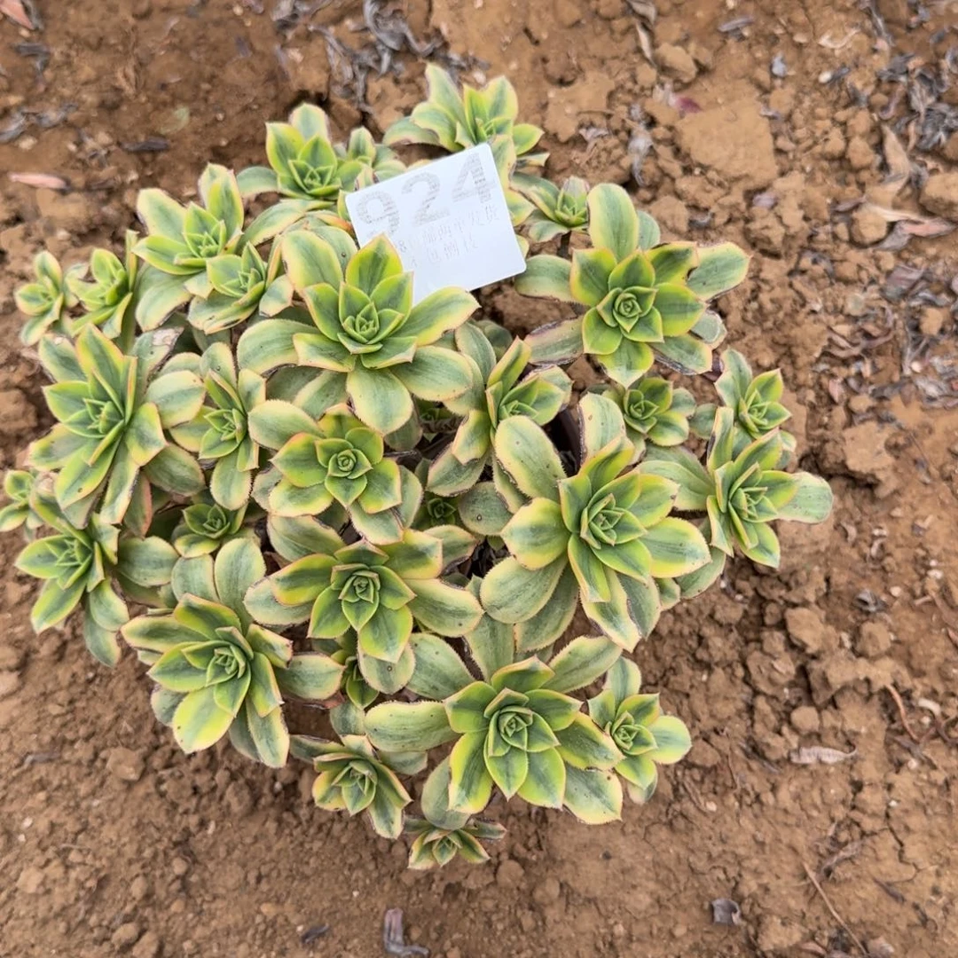 ****煜924号星爆清棚不包损