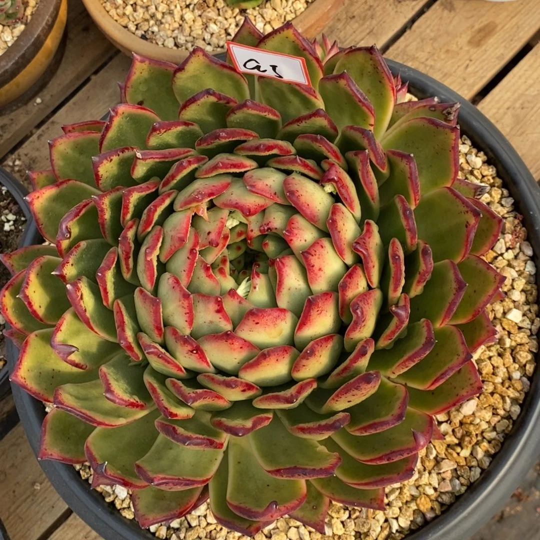 福利大漏凤凰a5