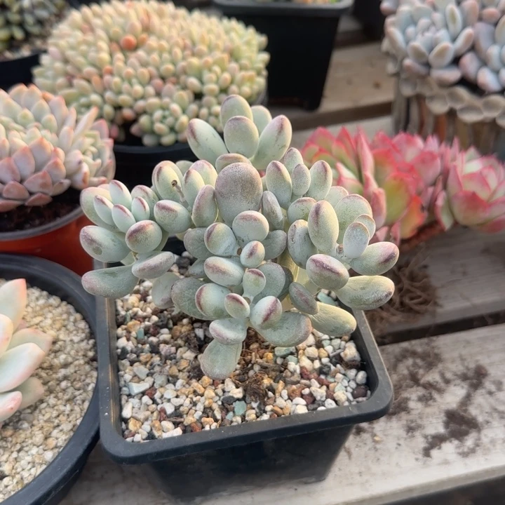 乒乓福娘老桩多肉五十包邮