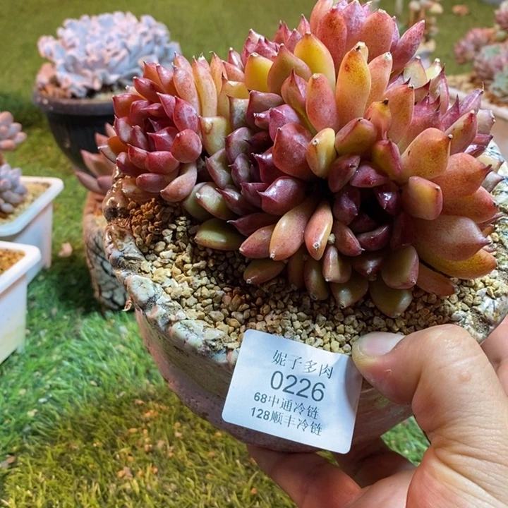 0226啊啊啊啊啊啊啊啊啊啊啊