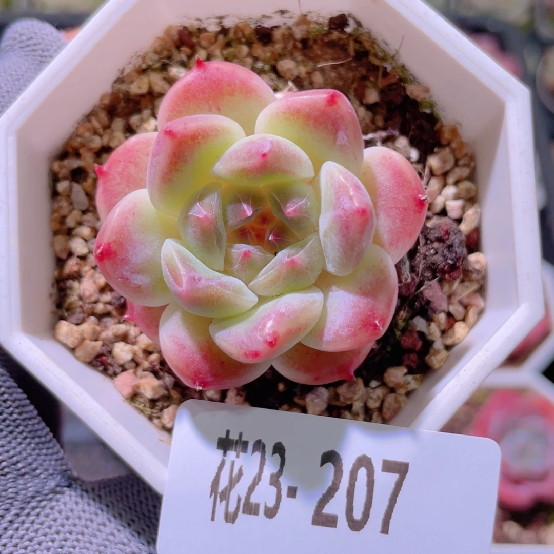花利美23-207秘境冰魄