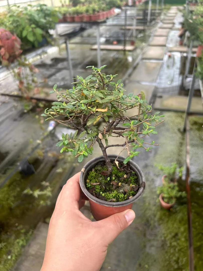 天凰梅小盆景花期超长