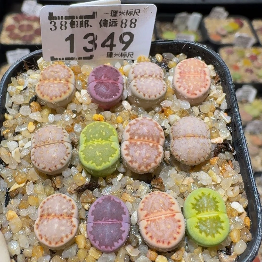 Ssss精品生石花1349