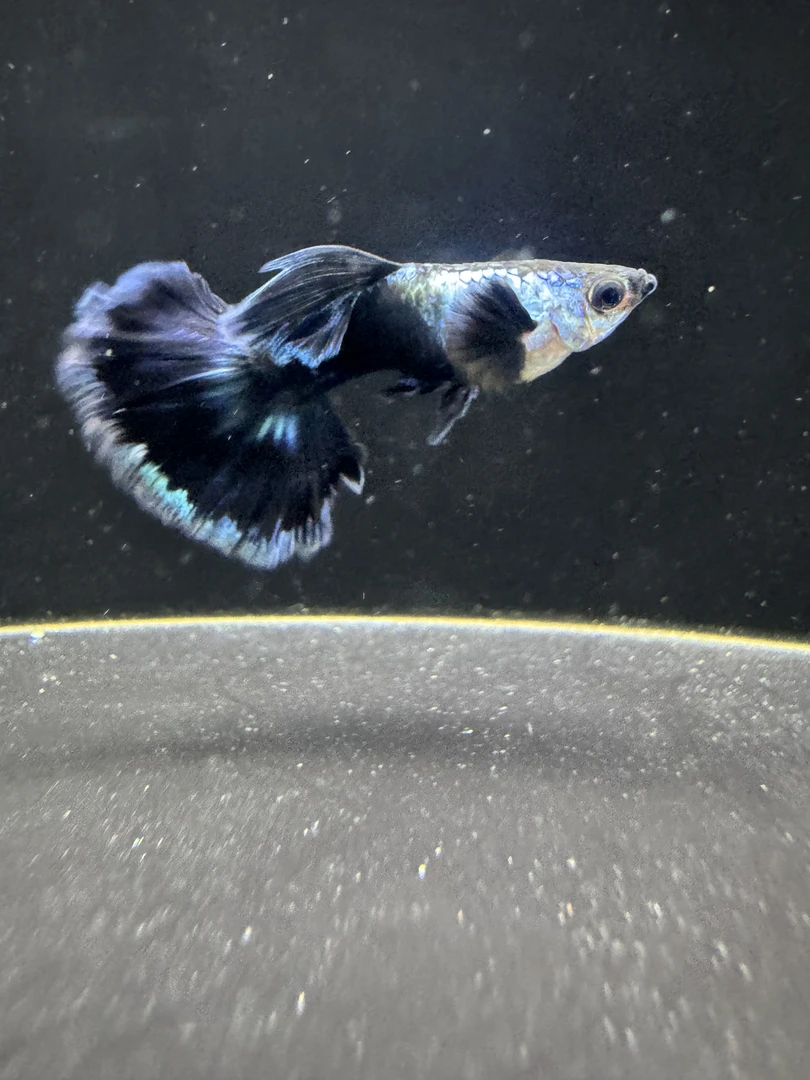 （直播间选鱼链接）精品孔雀鱼，录开箱视频，入缸不包损。