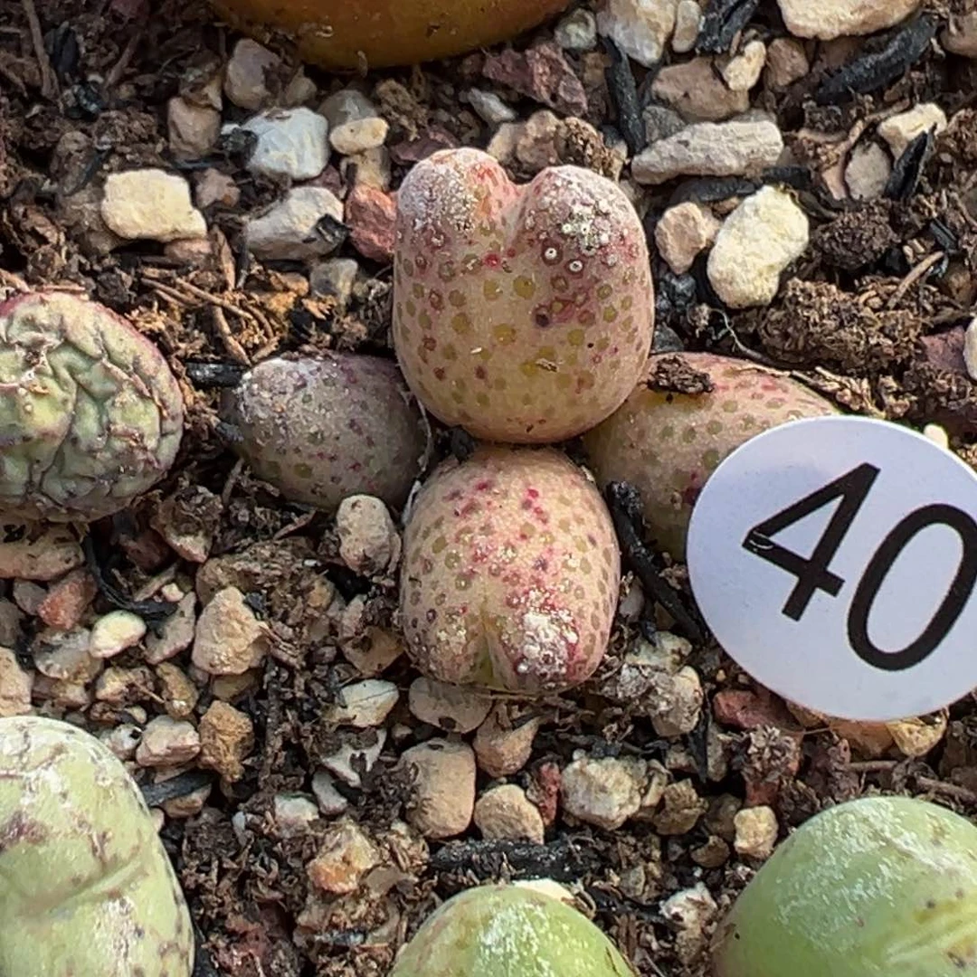 雨***多肉植物111111111111