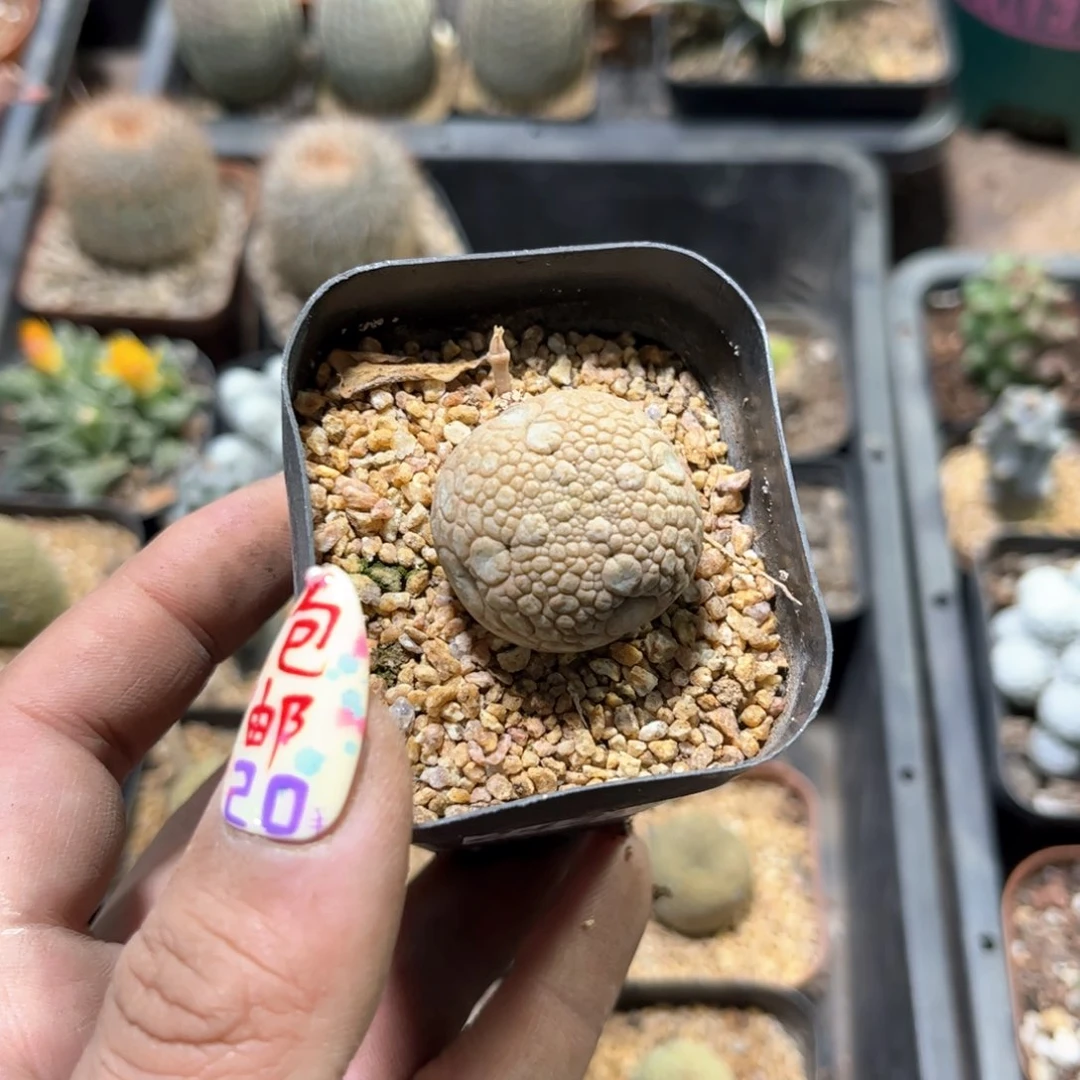 大*24297一物一拍单头发货