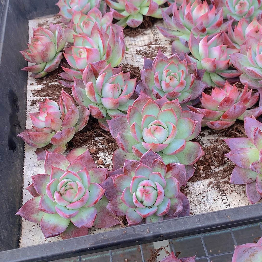 两颗惊鸿仙子4578890000000