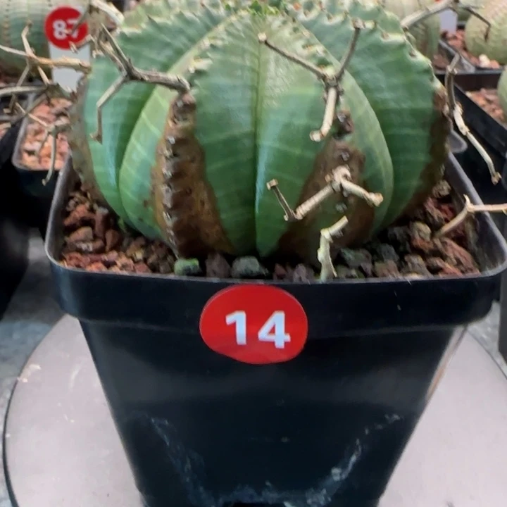 z***o14号（法丽达）实生园艺带盆（尺寸直径）-（-）厘米