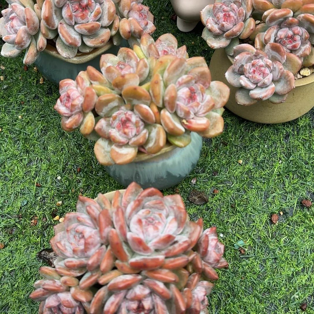 紫***飞星星群生带盆两颗一组
