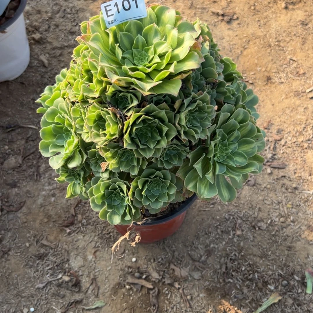 101翡翠琉璃多肉植物法师