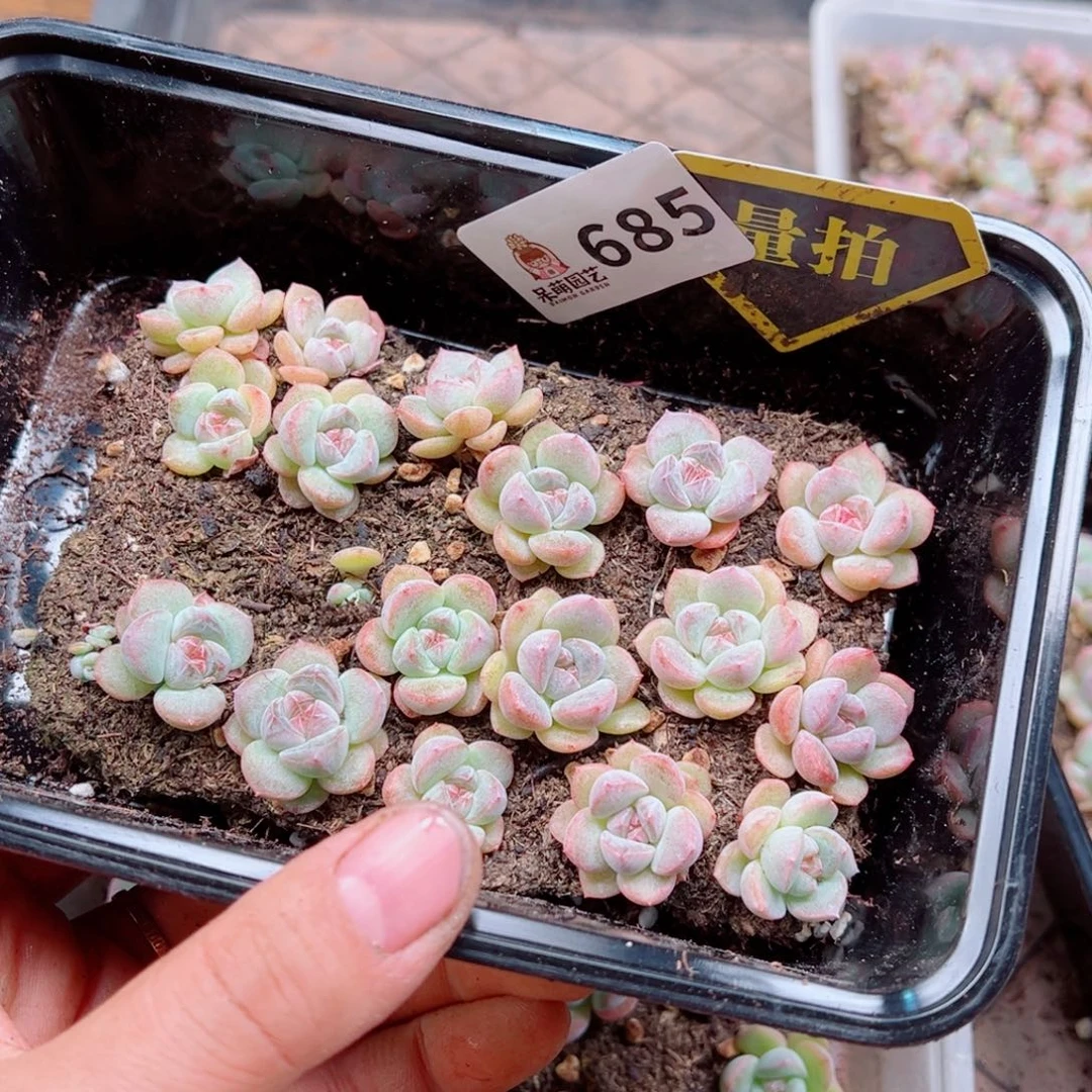 多肉植物多肉植物