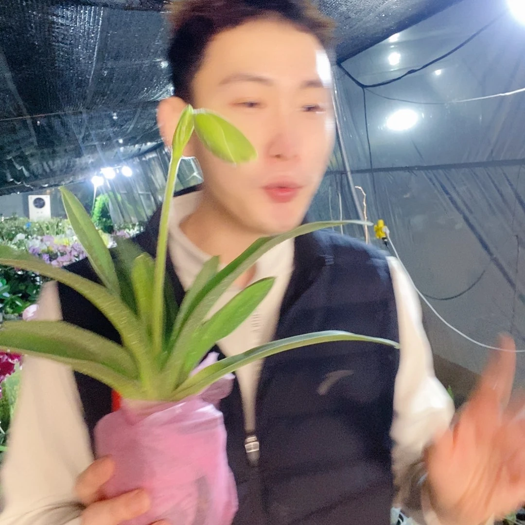 无花朵绿肉饼带花包