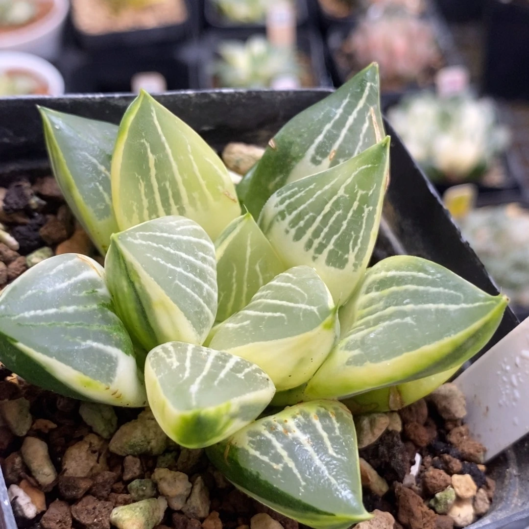 459糊斑实生寿锦一物一拍