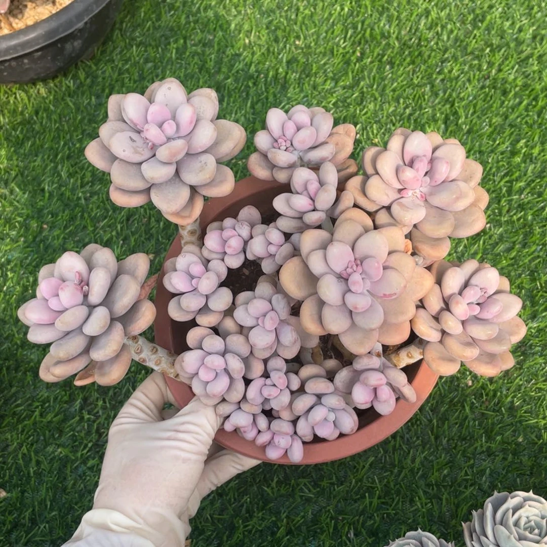 桃蛋冠幅25 公分一物一拍