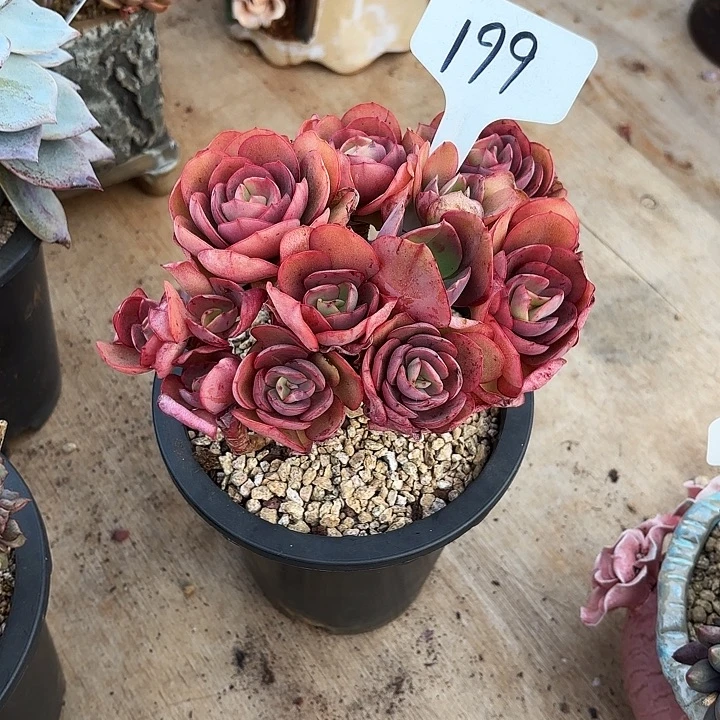 多肉植物，秀妍199号