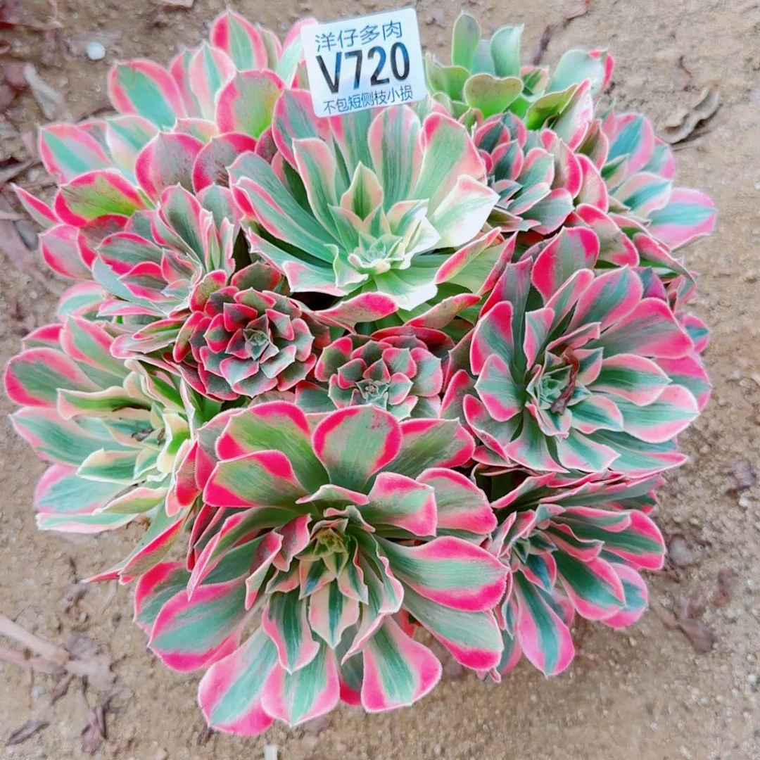 女妖发师720冠幅22