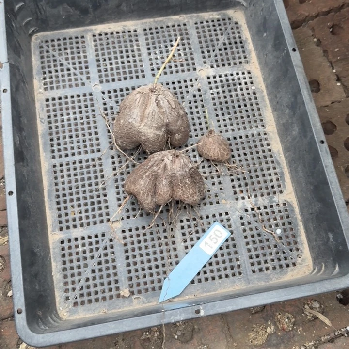 贤****仑象足龟150仙人球