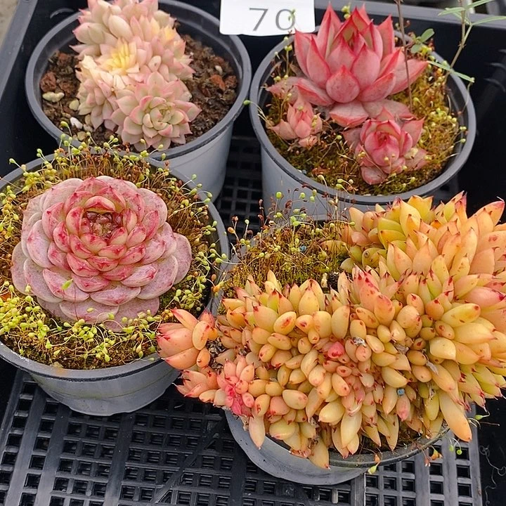 70 多肉植物盆栽花卉植物